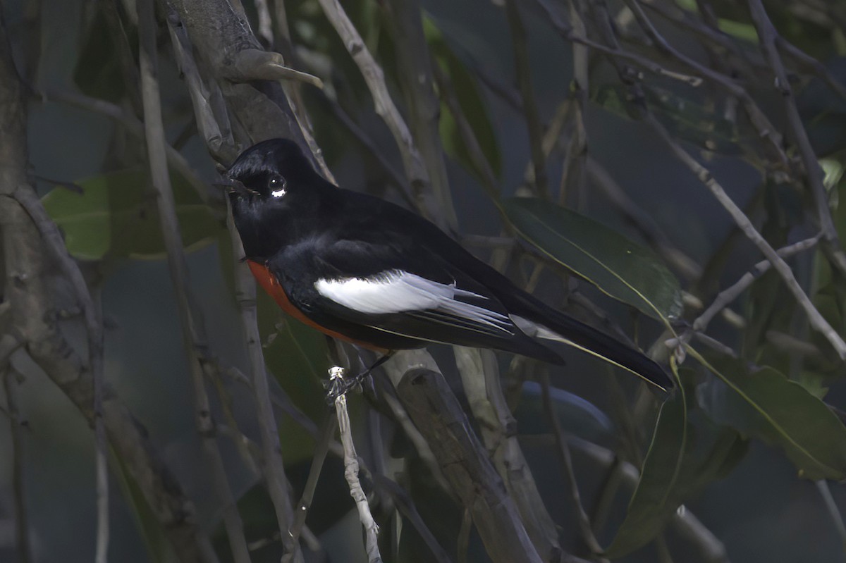Painted Redstart - ML645848551