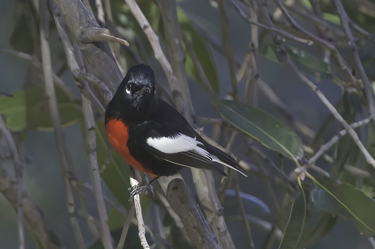 Painted Redstart - ML645848553