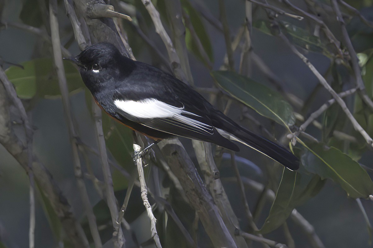 Painted Redstart - ML645848554