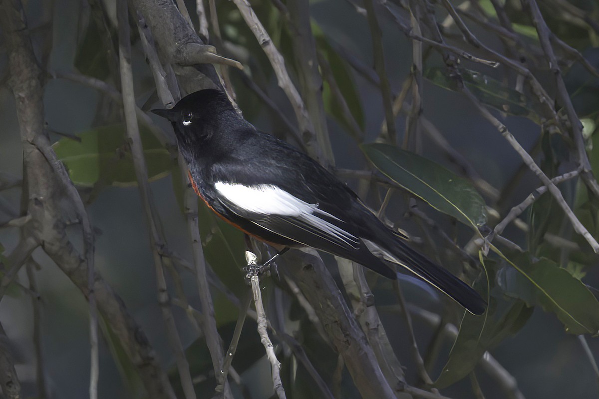 Painted Redstart - ML645848555