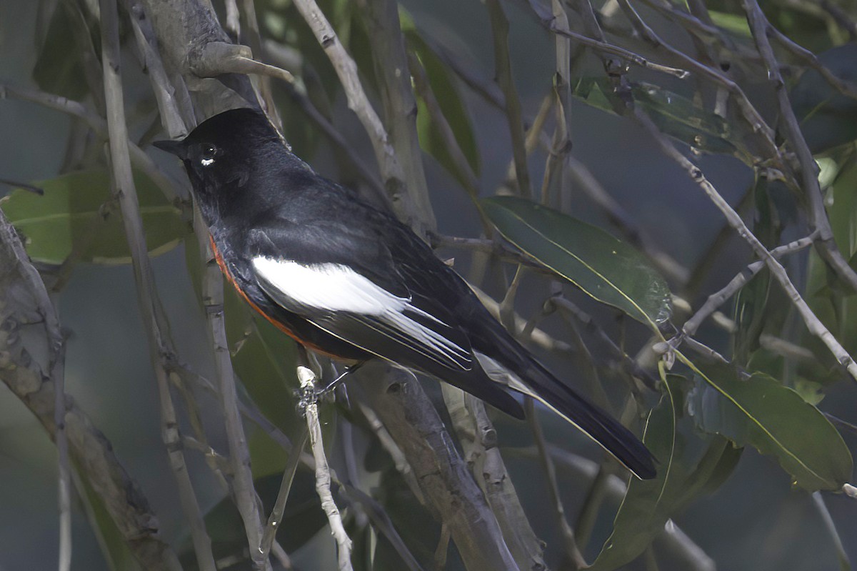 Painted Redstart - ML645848556