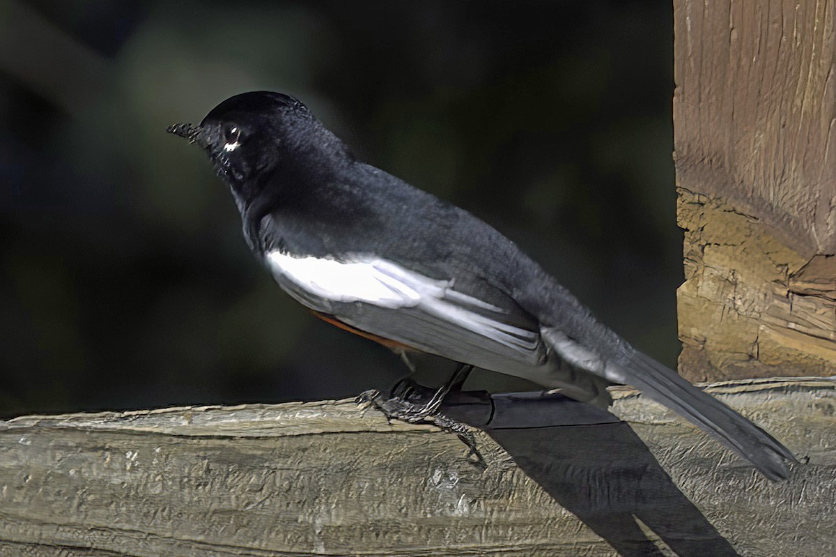 Painted Redstart - ML645848557