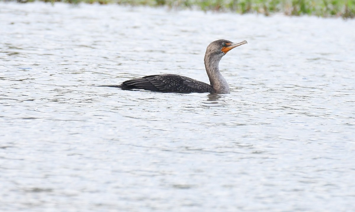Double-crested Cormorant - ML645848559