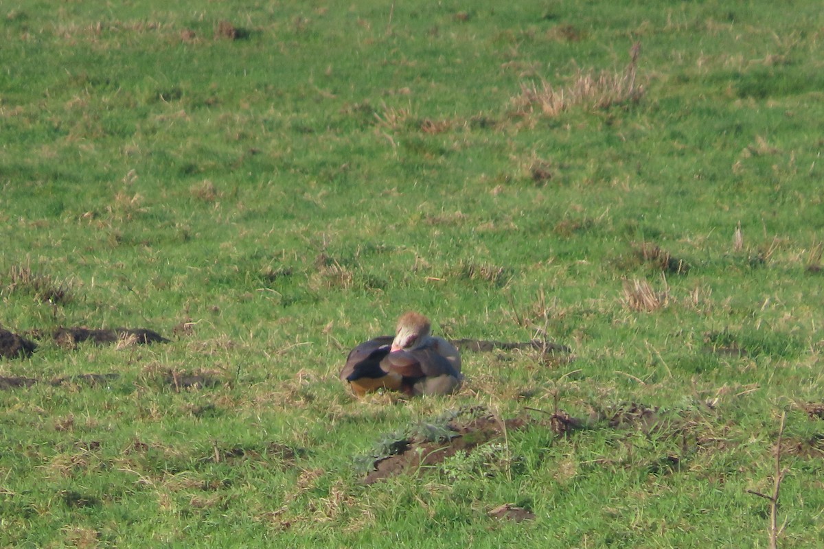 Egyptian Goose - ML645848560