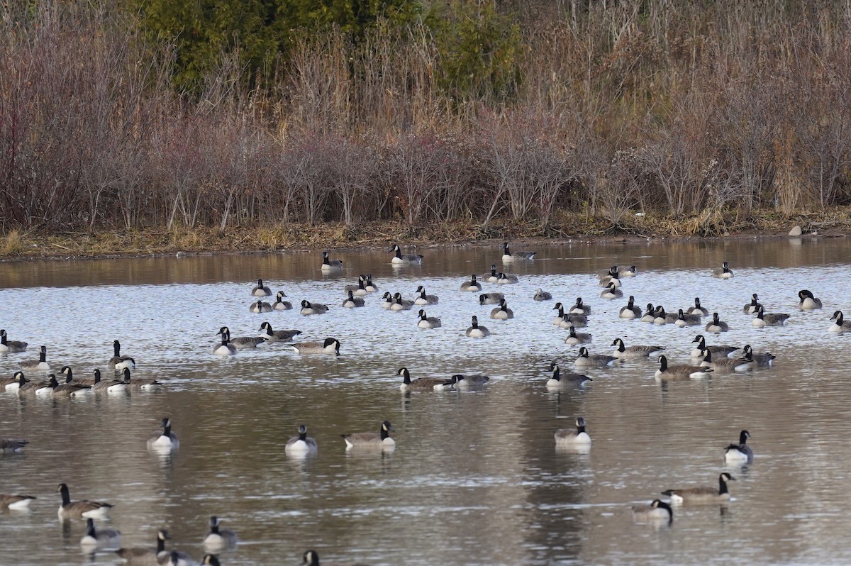 Snow Goose - ML645848561