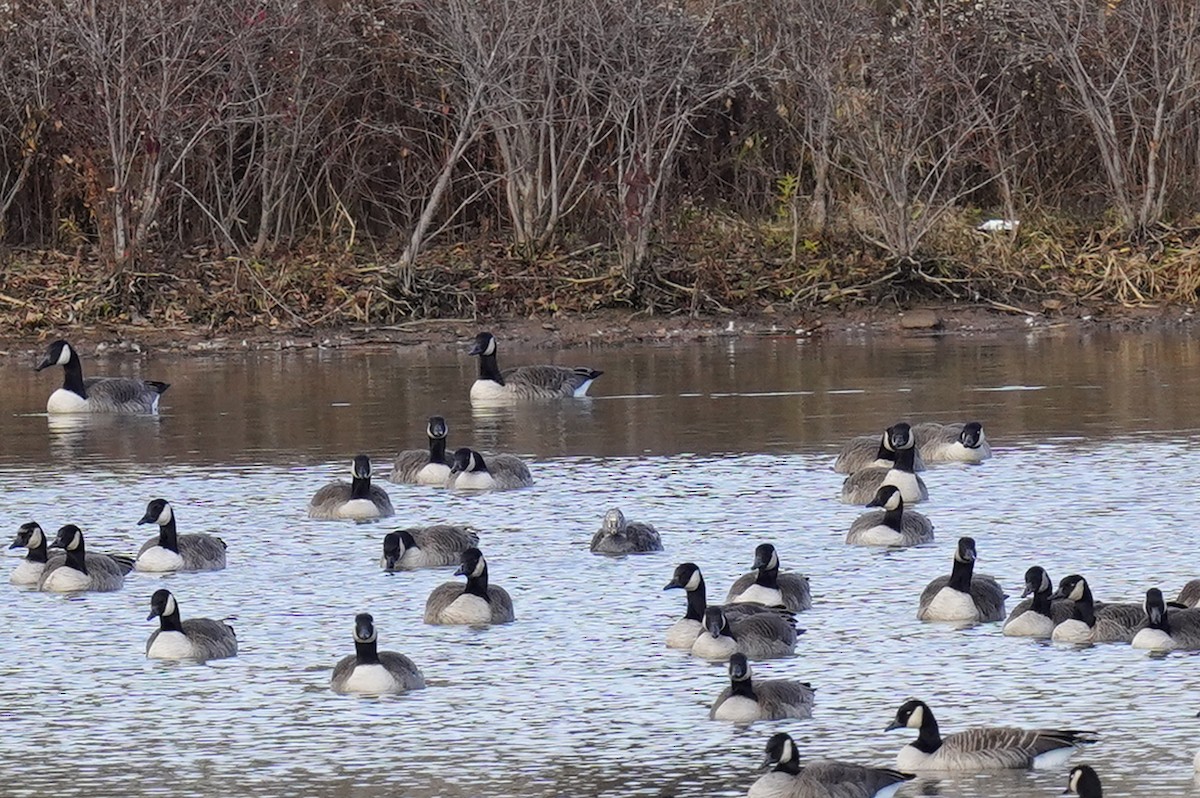 Snow Goose - ML645848562