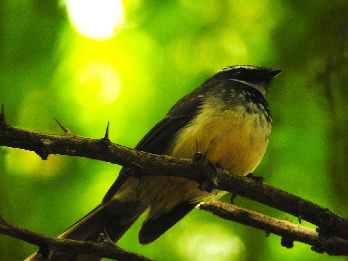 Spot-breasted Fantail - ML645848563