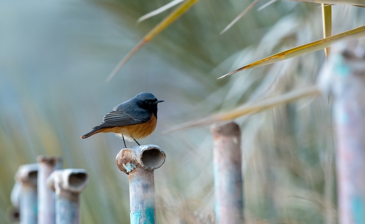 Black Redstart (Eastern) - ML645848565