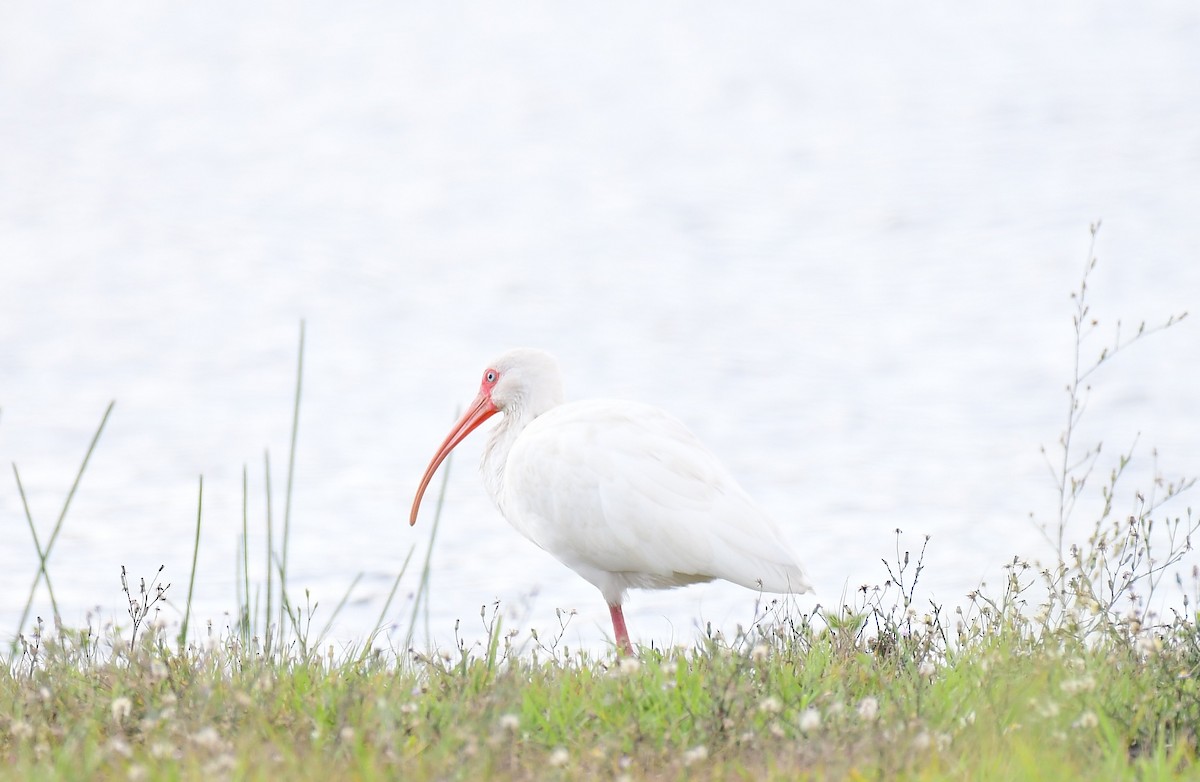 White Ibis - ML645848566