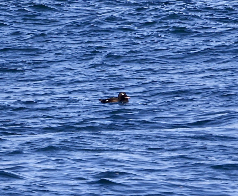 White-winged Scoter - ML645848567