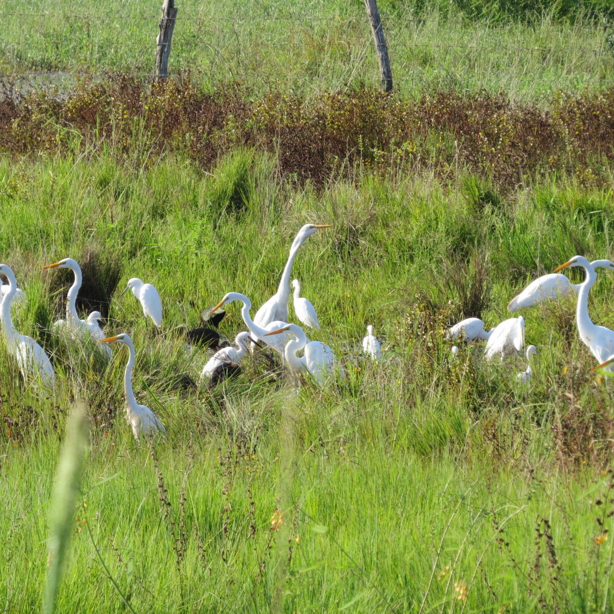 Great Egret - ML645848568