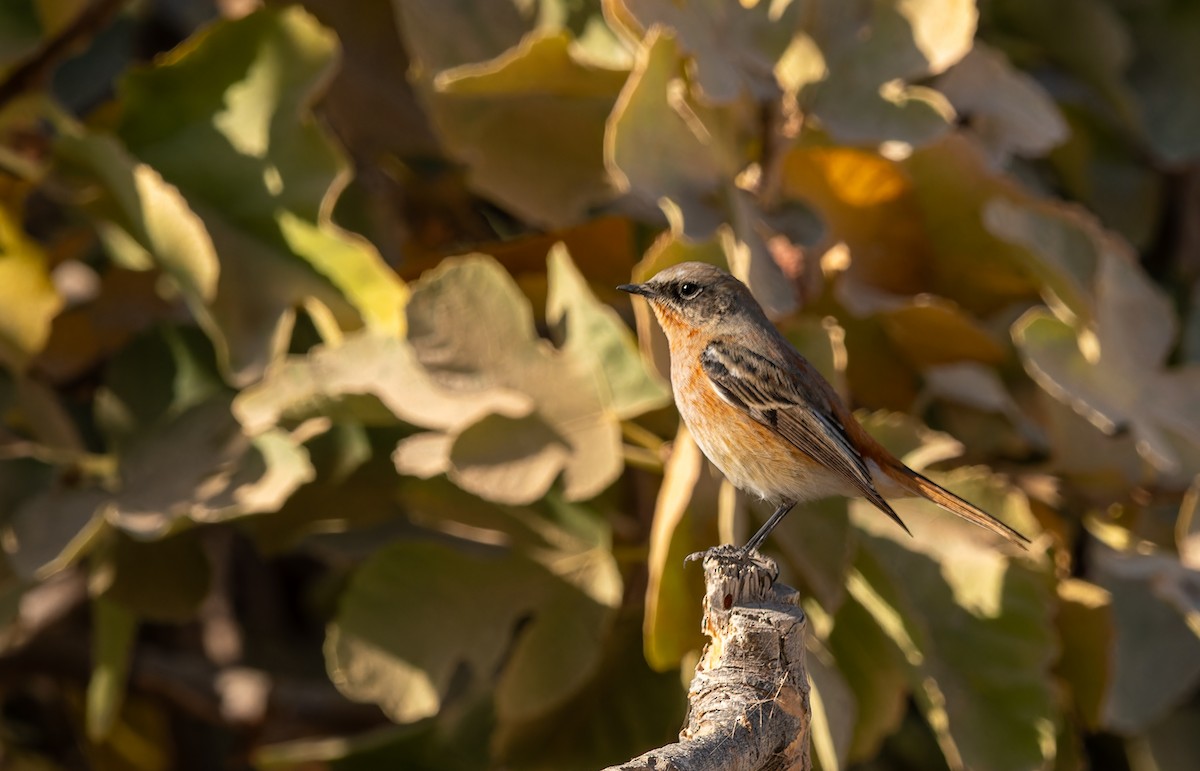 Rufous-backed Redstart - ML645848569