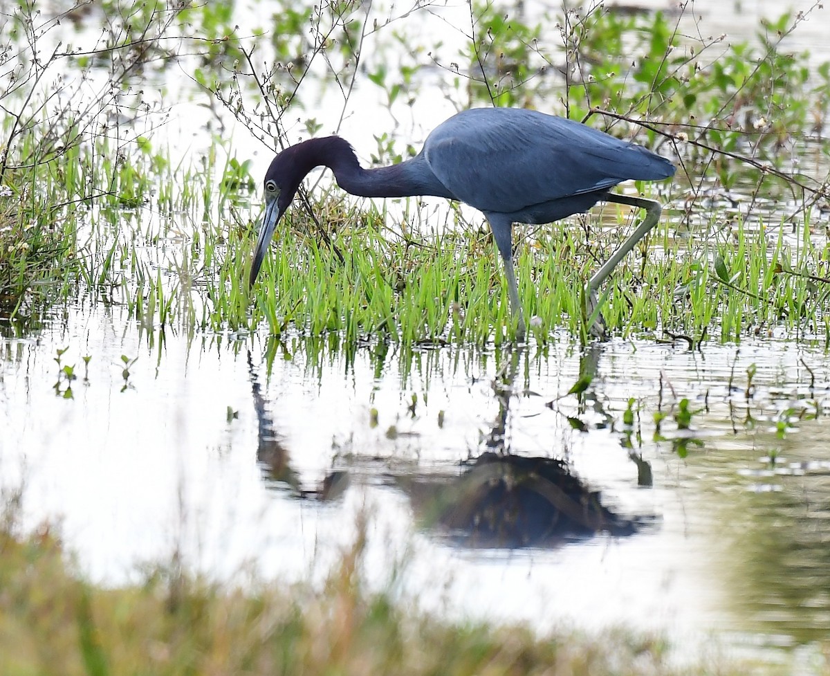 Little Blue Heron - ML645848571