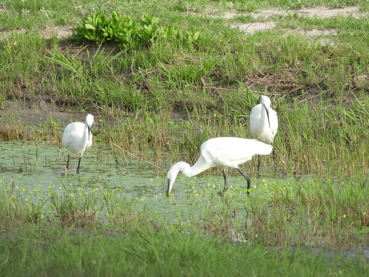 Little Egret - ML645848573