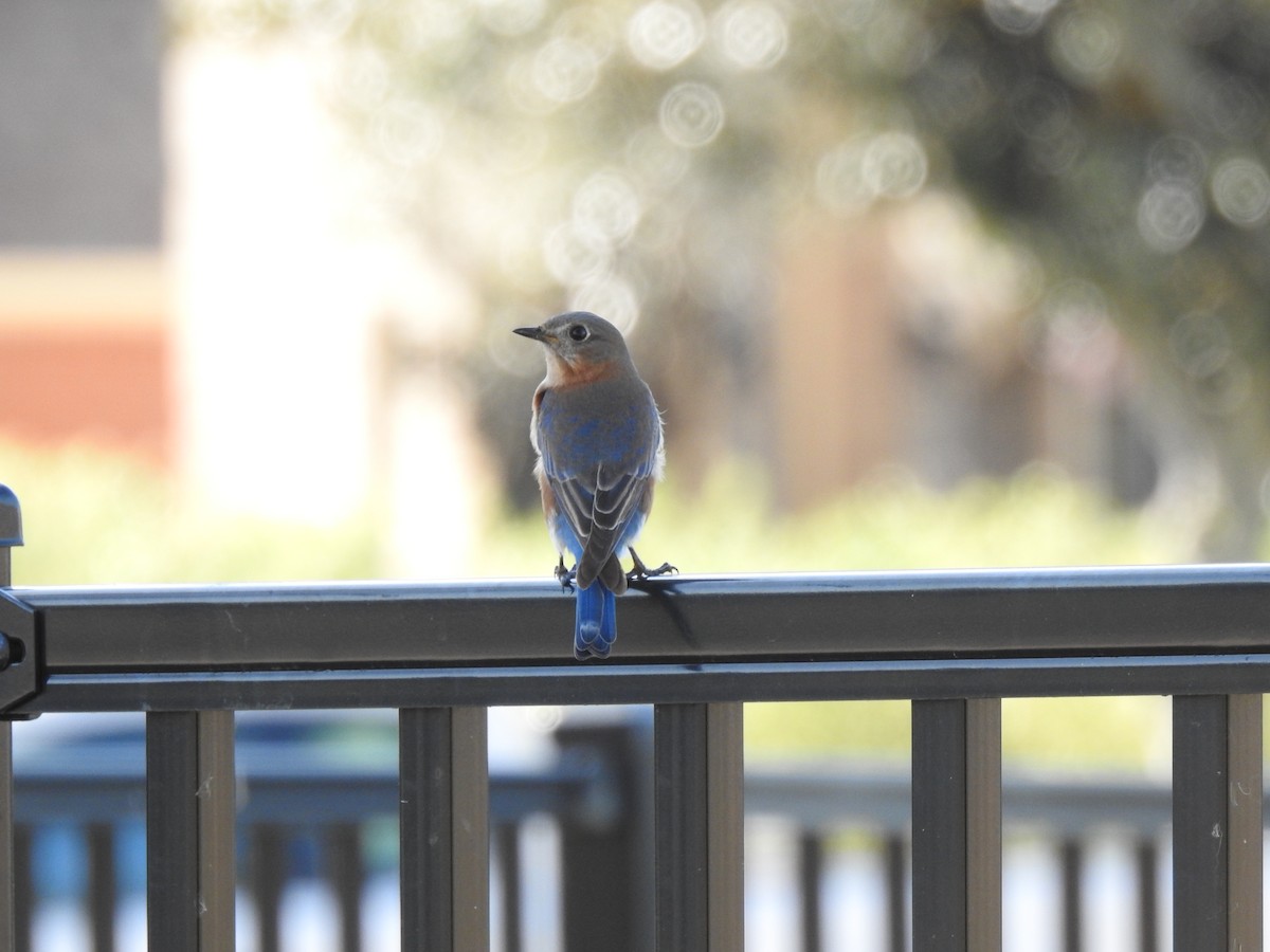 Eastern Bluebird - ML645848574