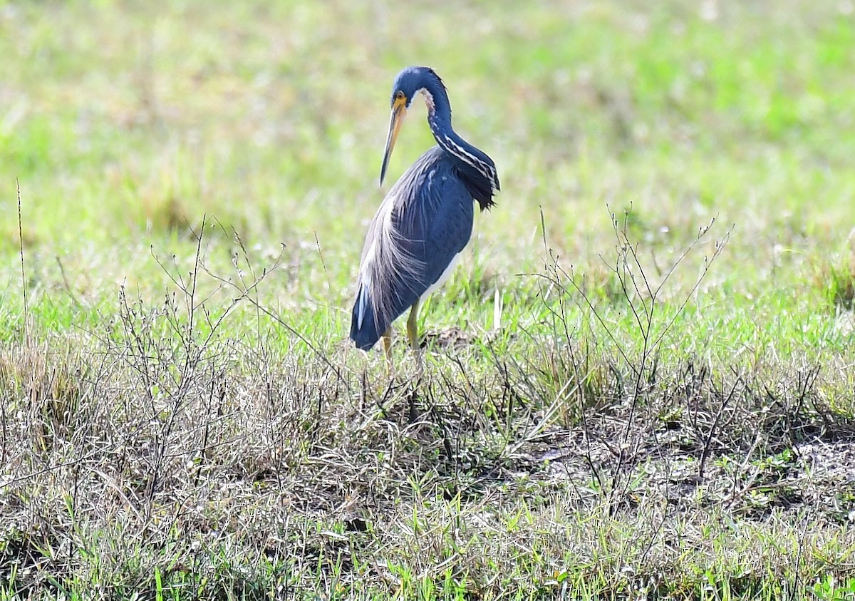 Tricolored Heron - ML645848578