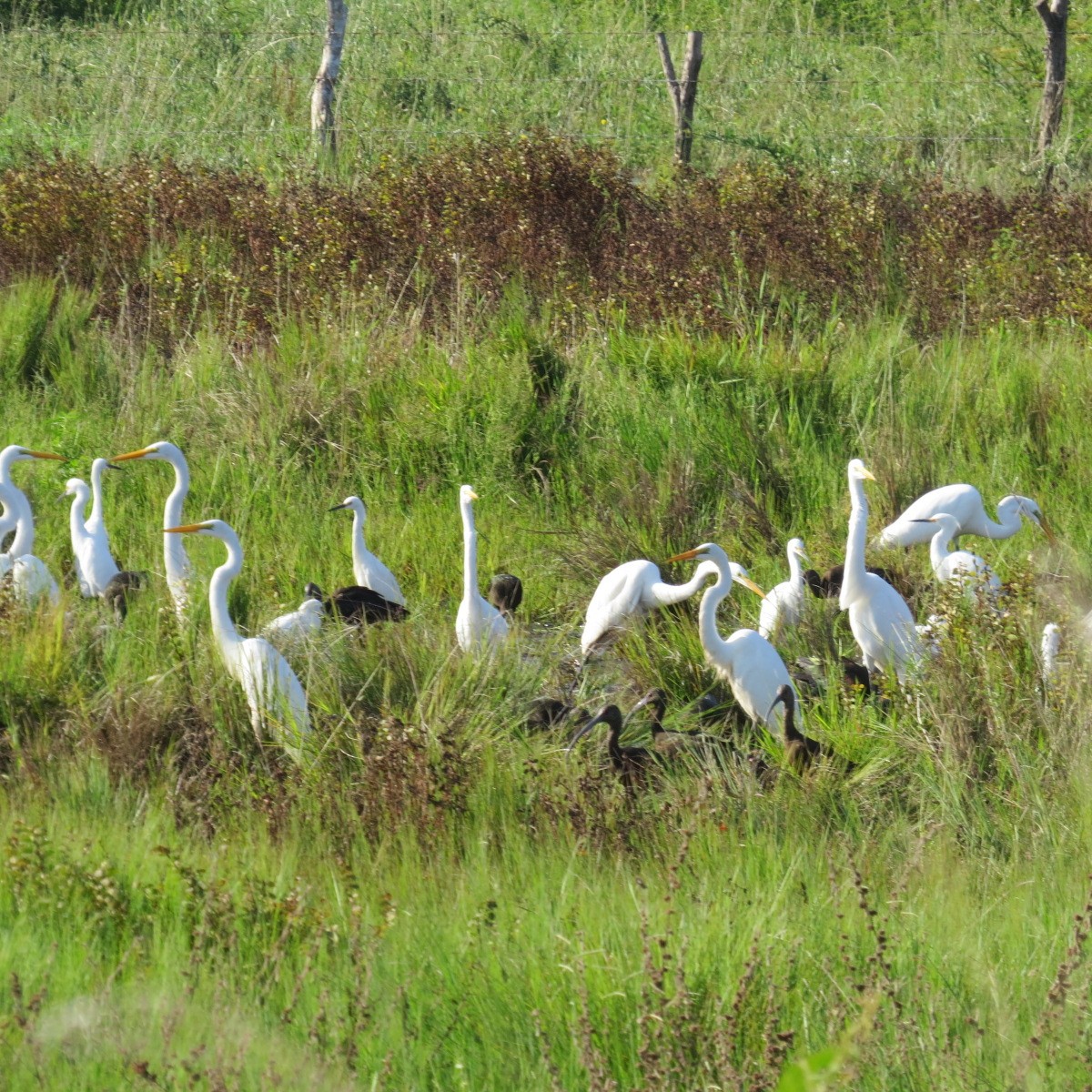 Beltzaran musuzuria - ML645848581