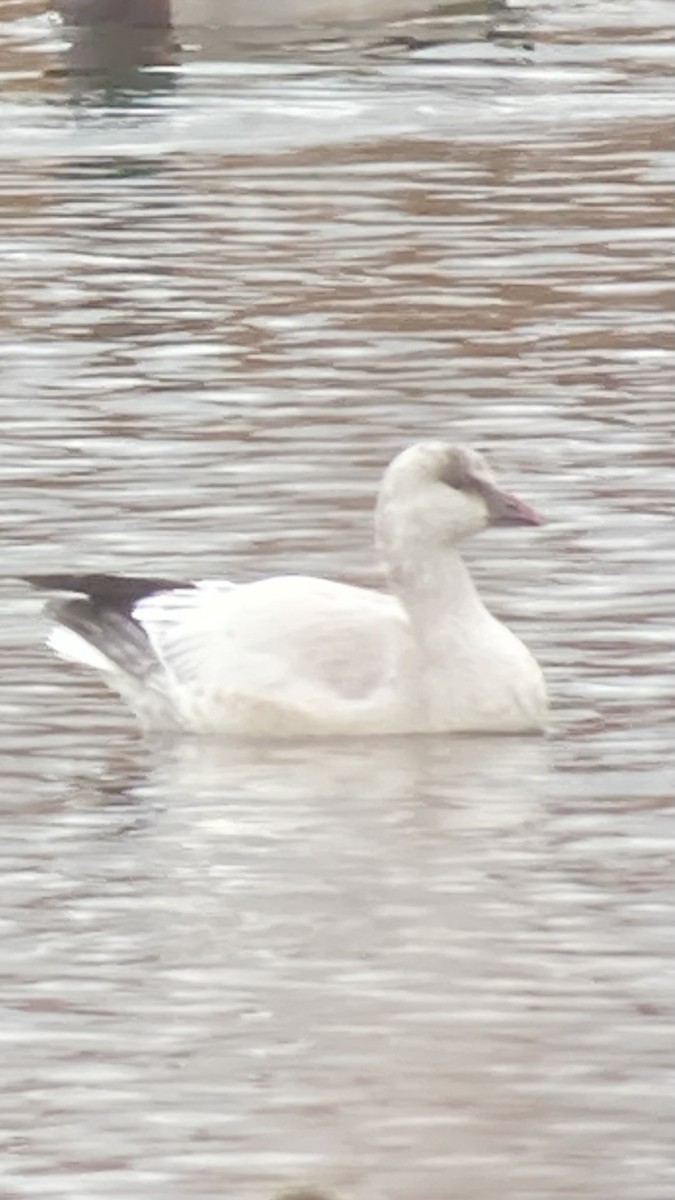Ross's Goose - ML645848620