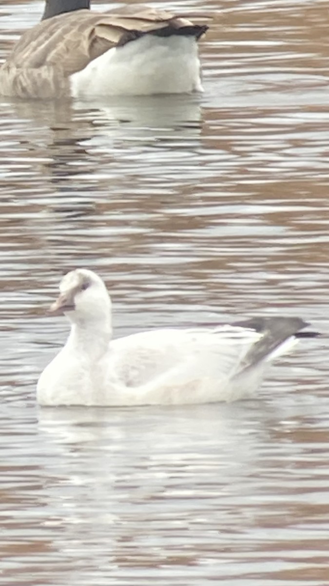 Ross's Goose - ML645848621