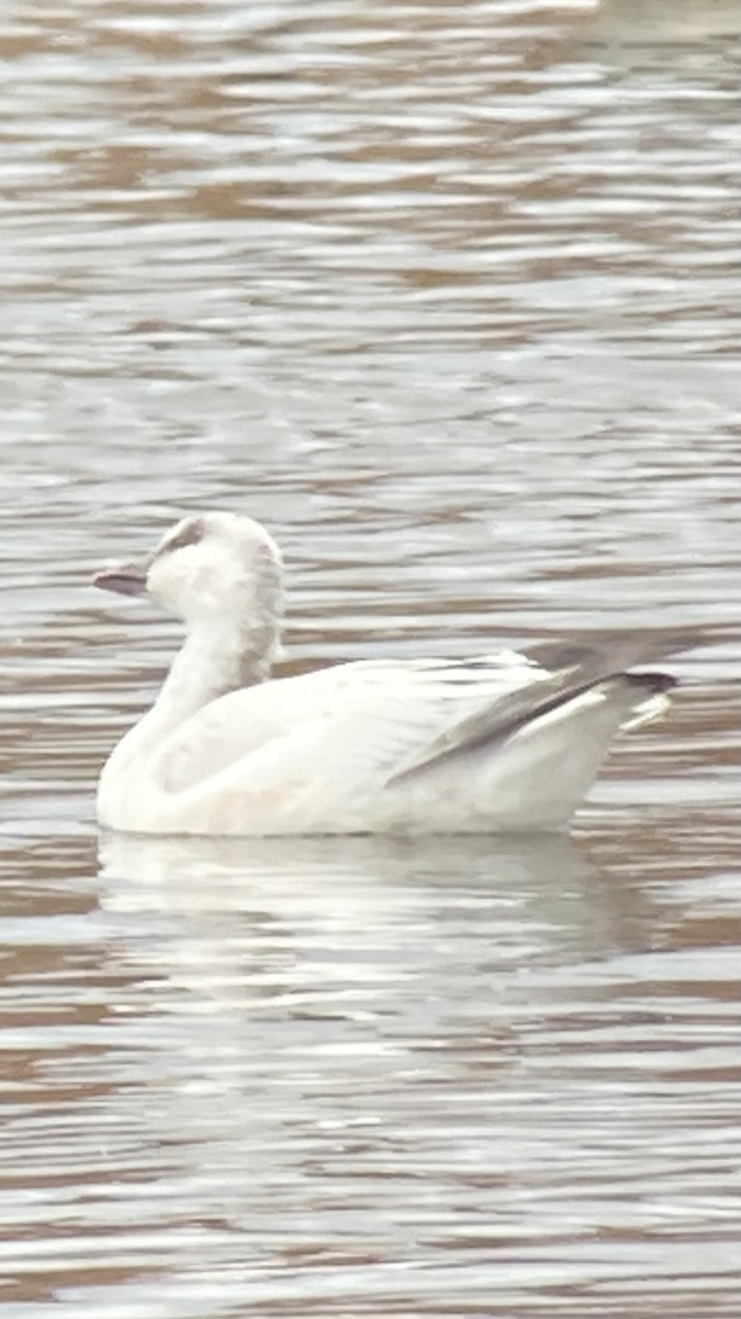 Ross's Goose - ML645848622