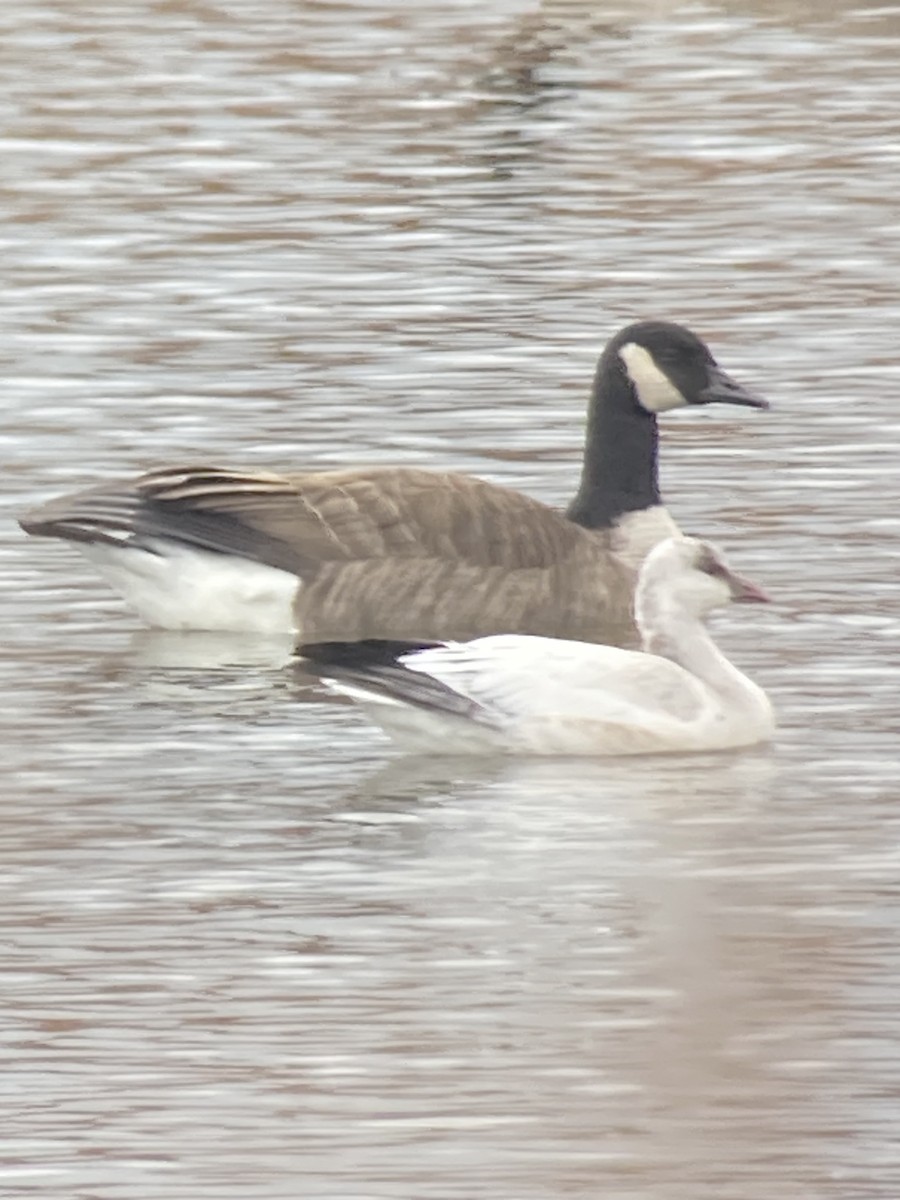 Ross's Goose - ML645848623