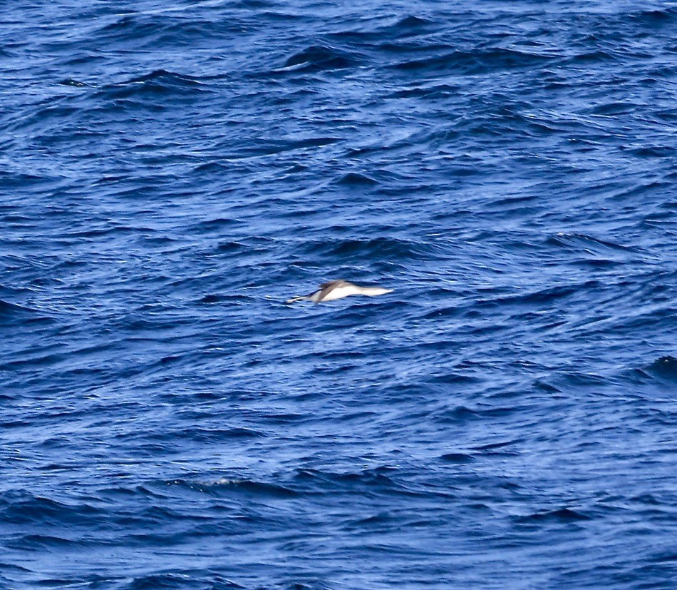 Red-throated Loon - ML645848625