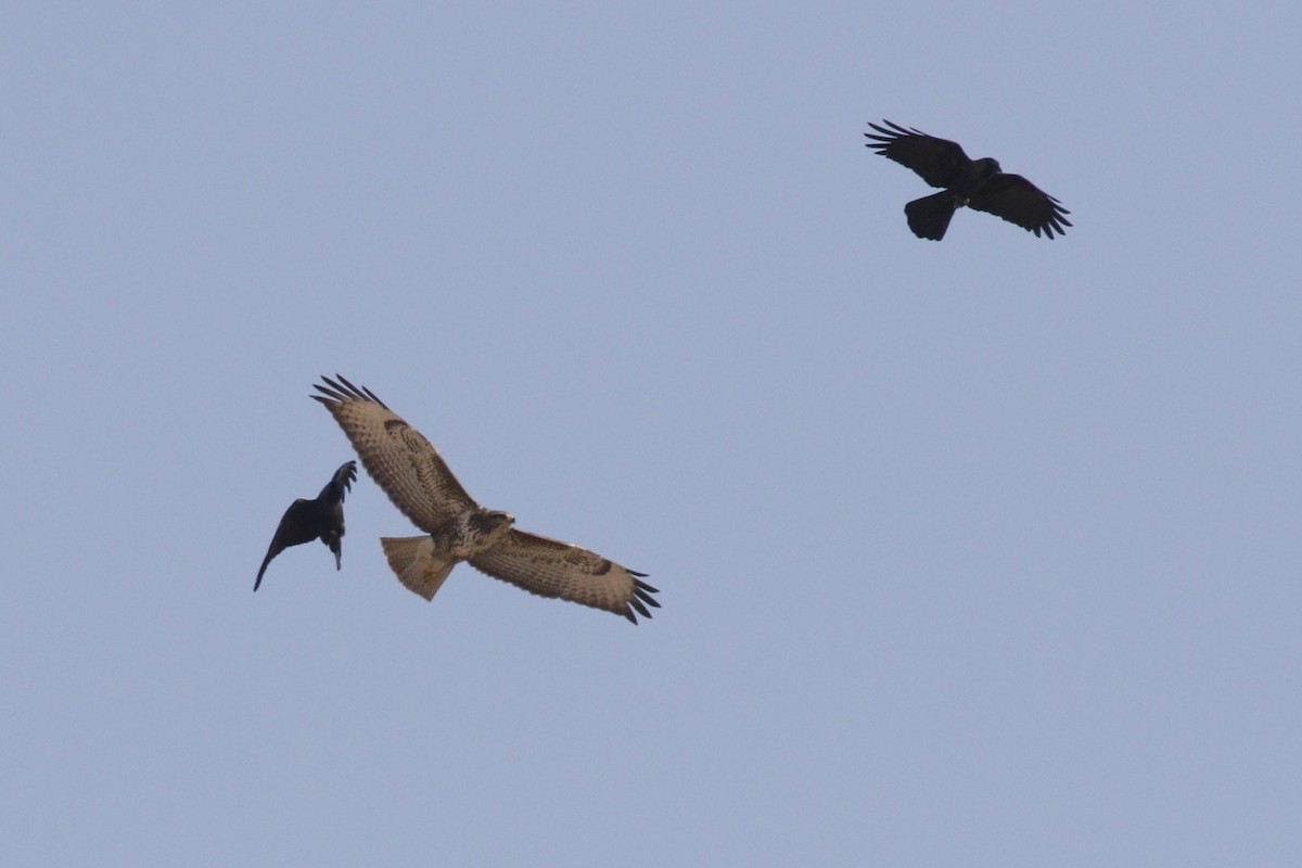 Buteo sp. - ML645848630