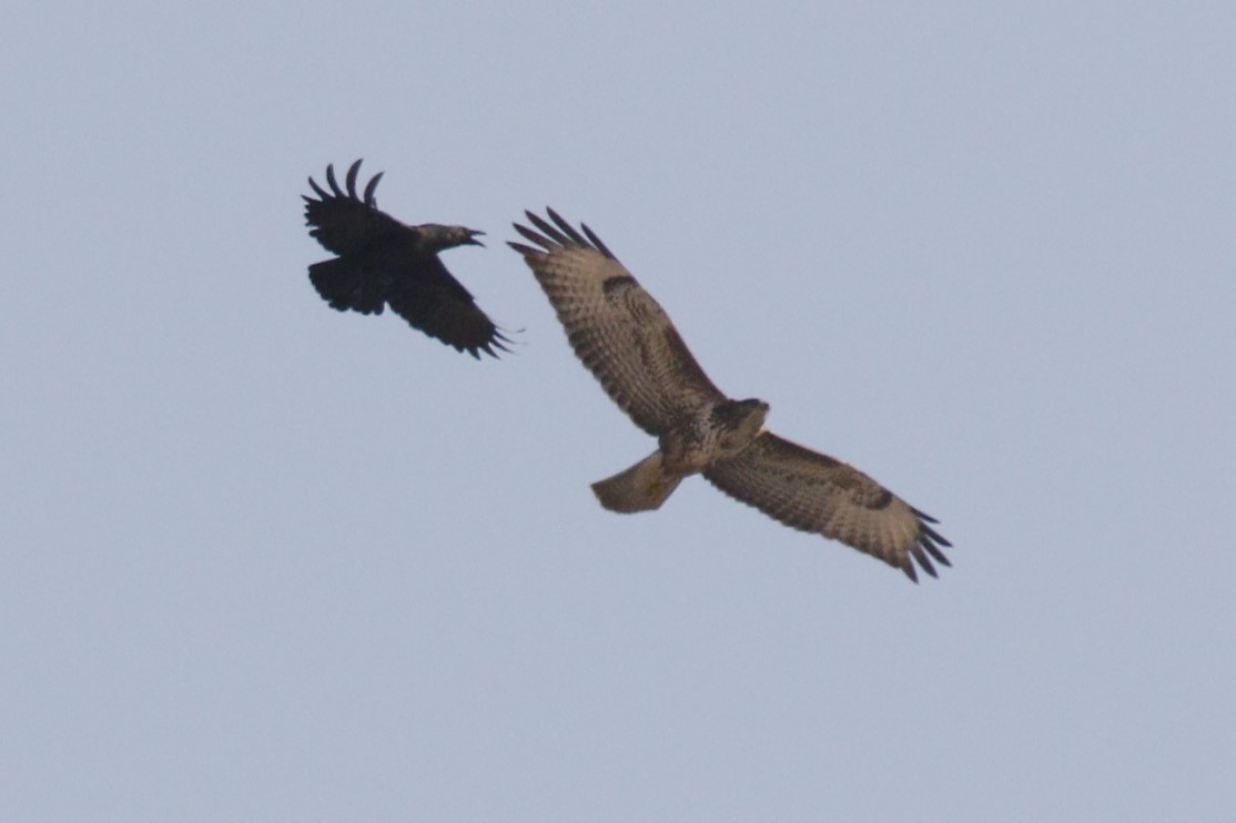 Buteo sp. - ML645848631