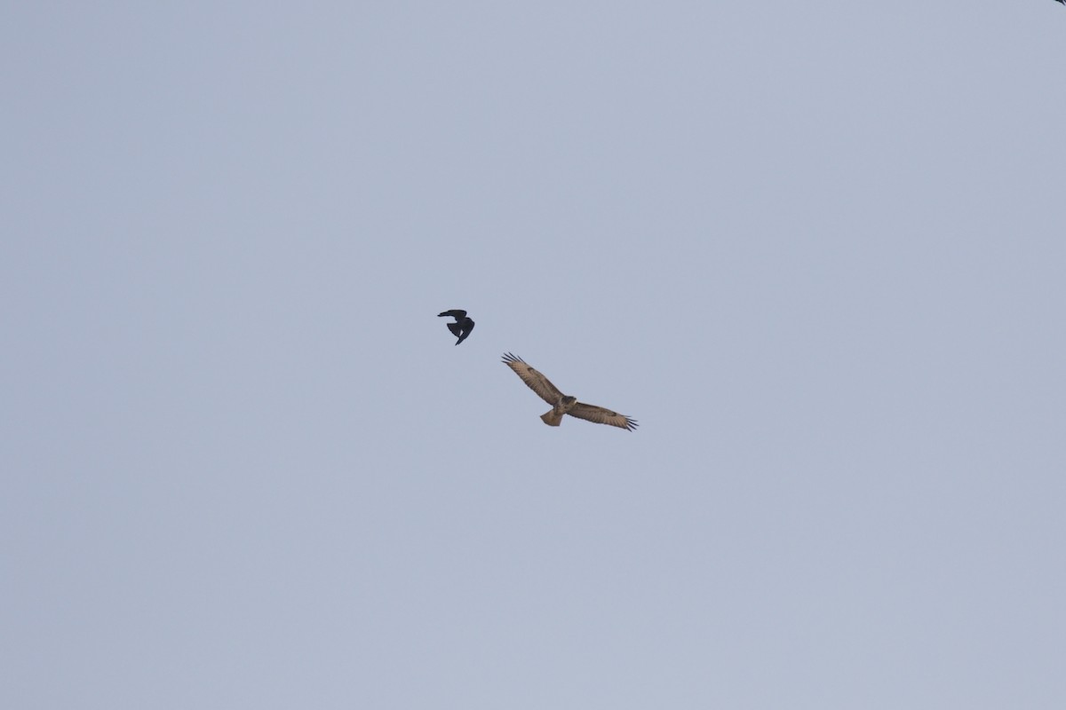 Buteo sp. - ML645848635