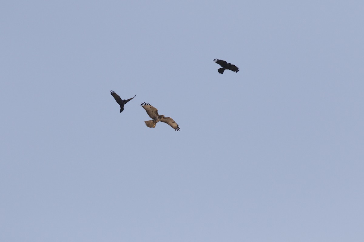 Buteo sp. - ML645848636