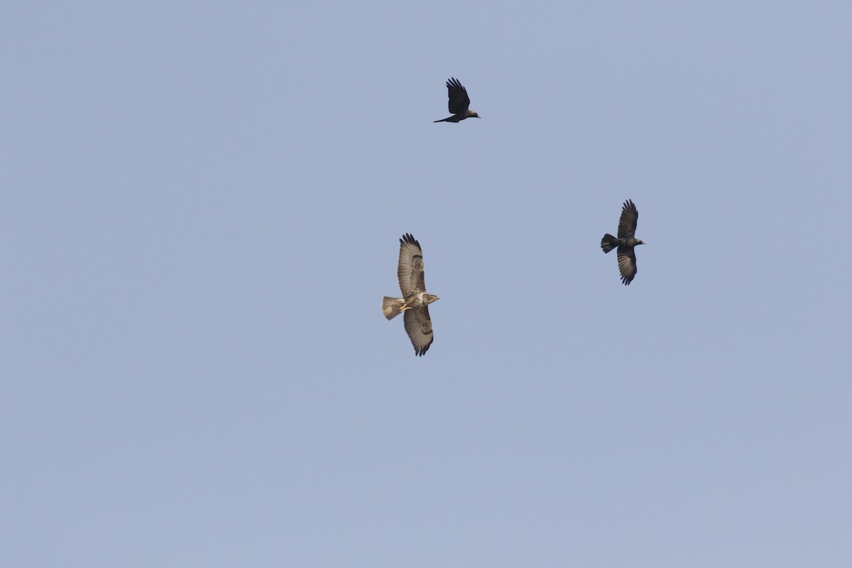 Buteo sp. - ML645848639
