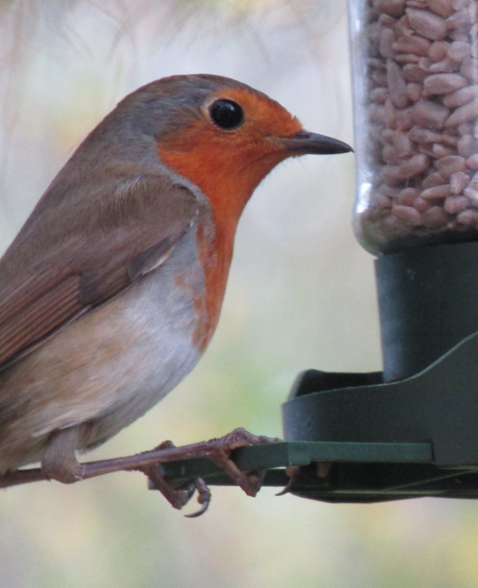 European Robin - ML645848645