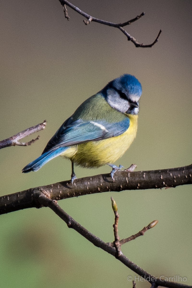 Eurasian Blue Tit - ML645848646