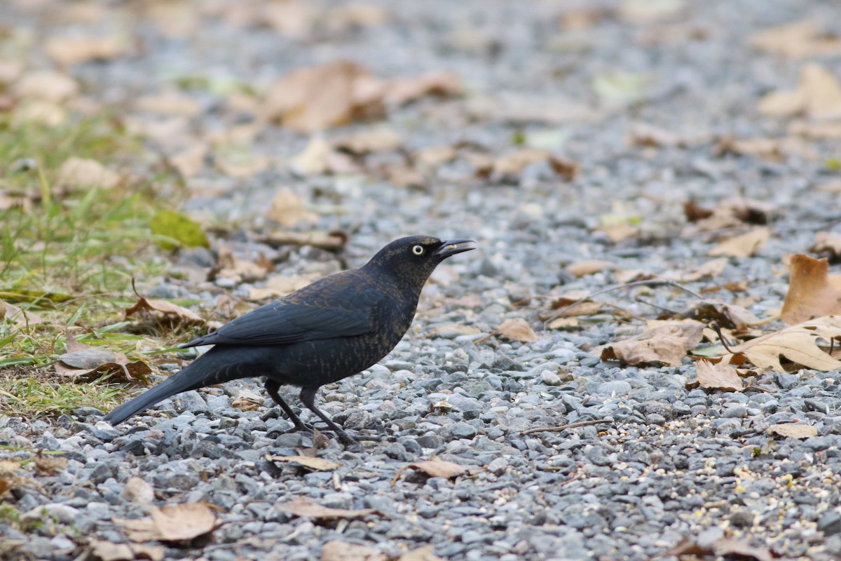Rusty Blackbird - ML645848651