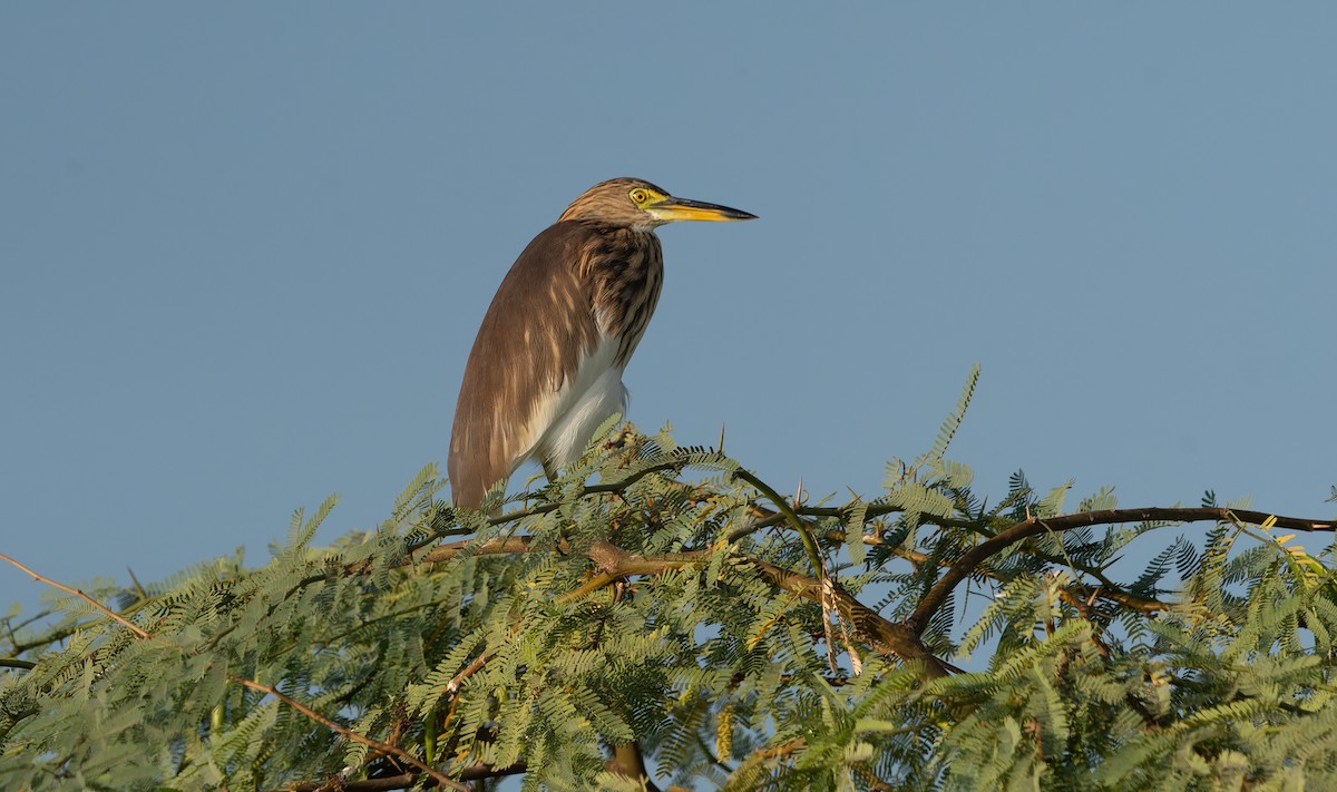 Indian Pond-Heron - ML645848658