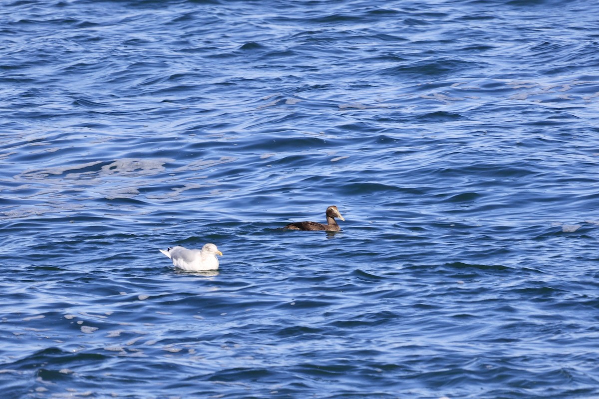 American Herring Gull - ML645848659