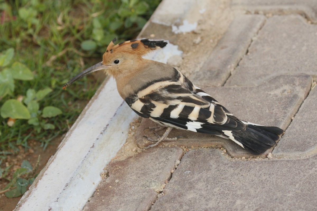 Common Hoopoe - ML645848660