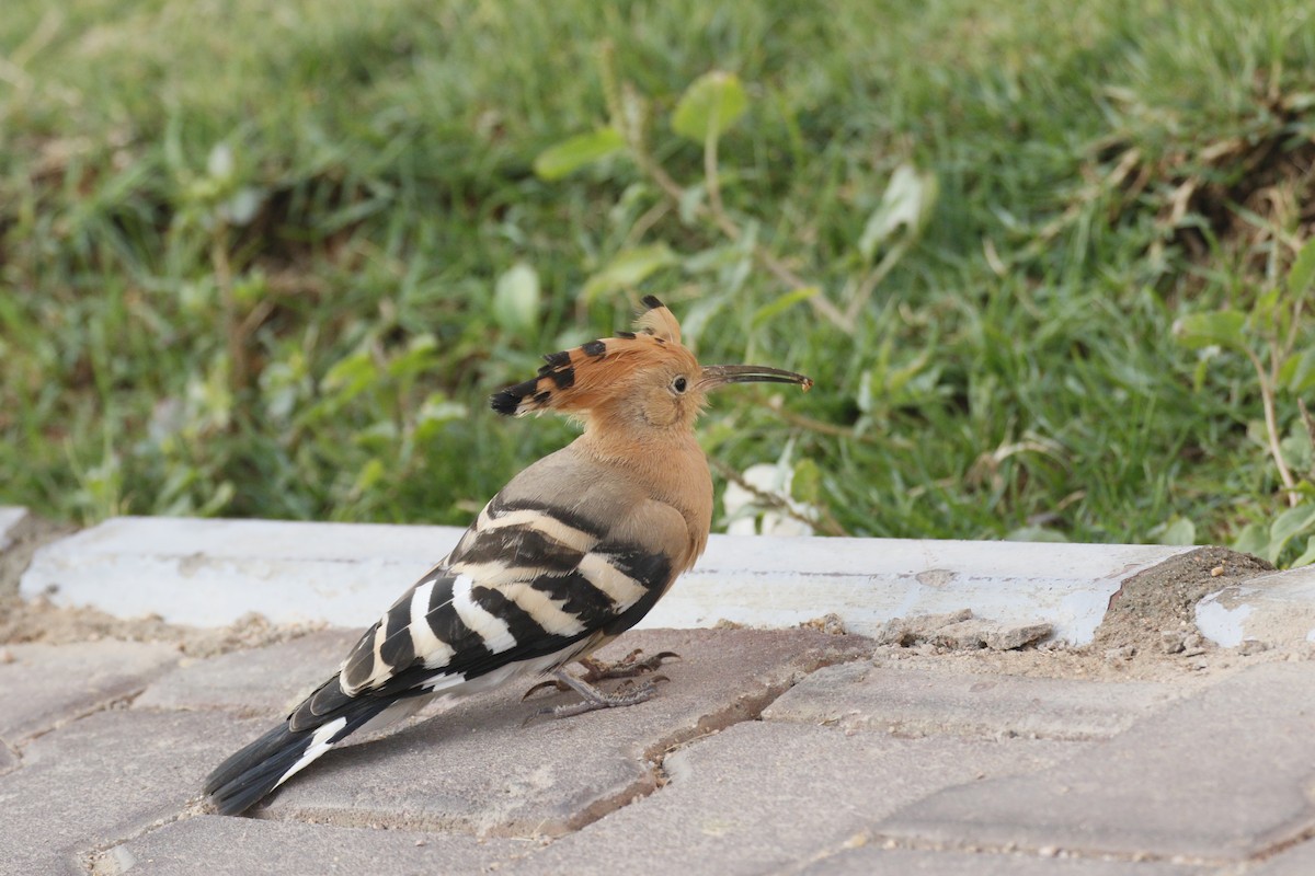 Common Hoopoe - ML645848661