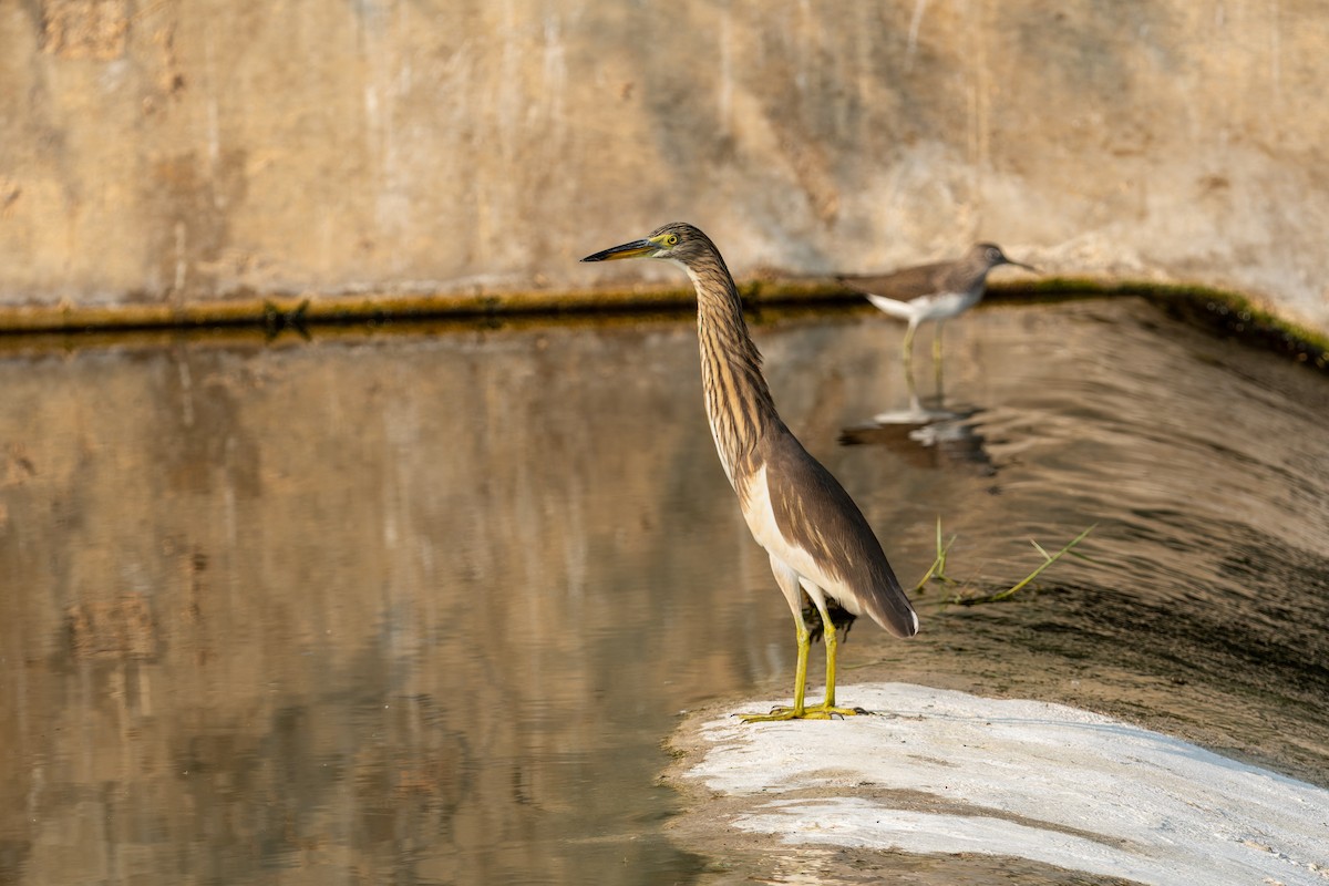 Indian Pond-Heron - ML645848663