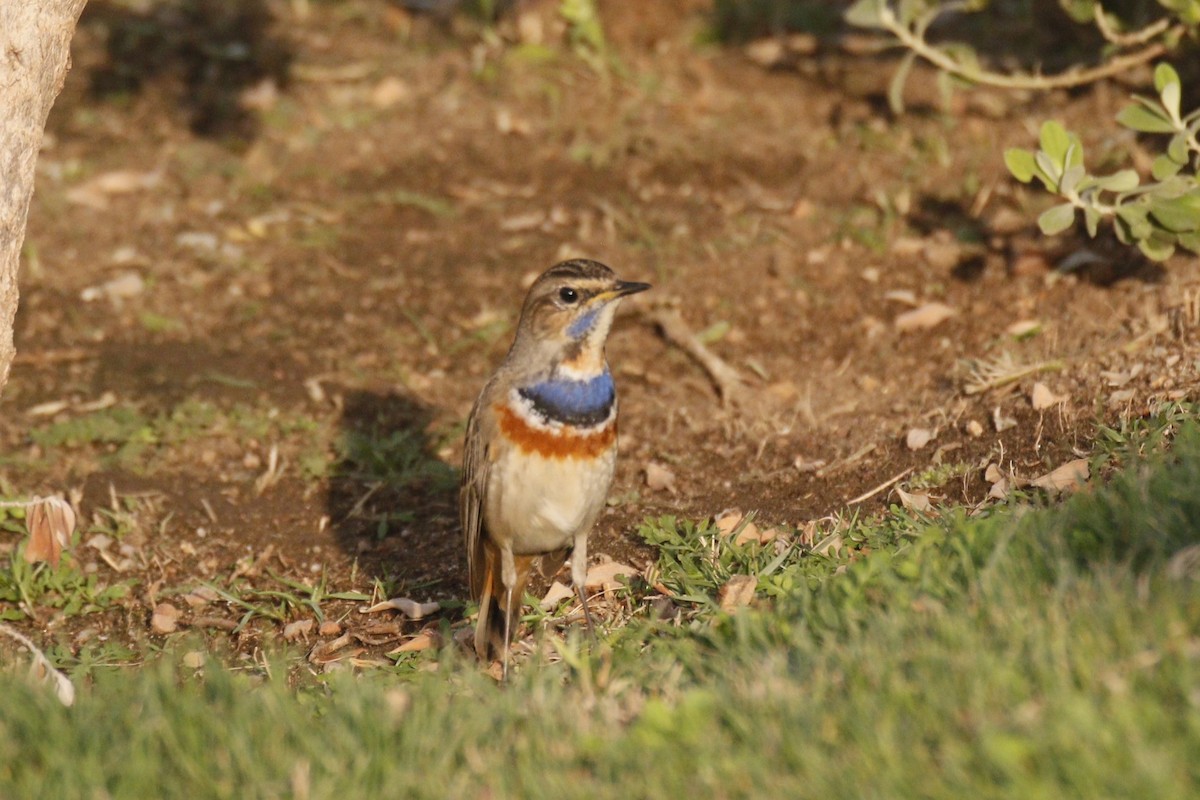 Bluethroat - ML645848674