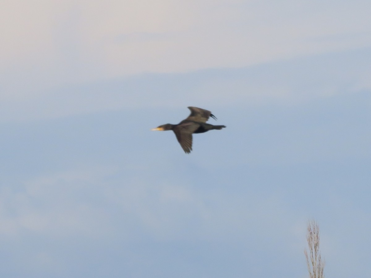 kormorán velký - ML645848675