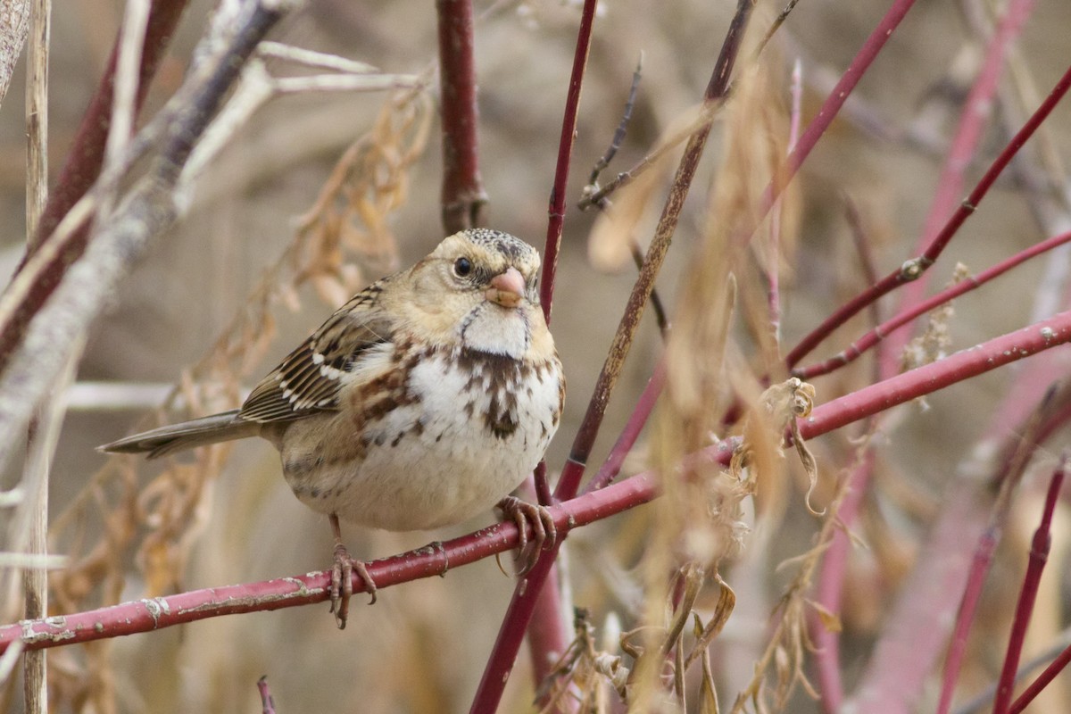 Harris's Sparrow - ML645848676