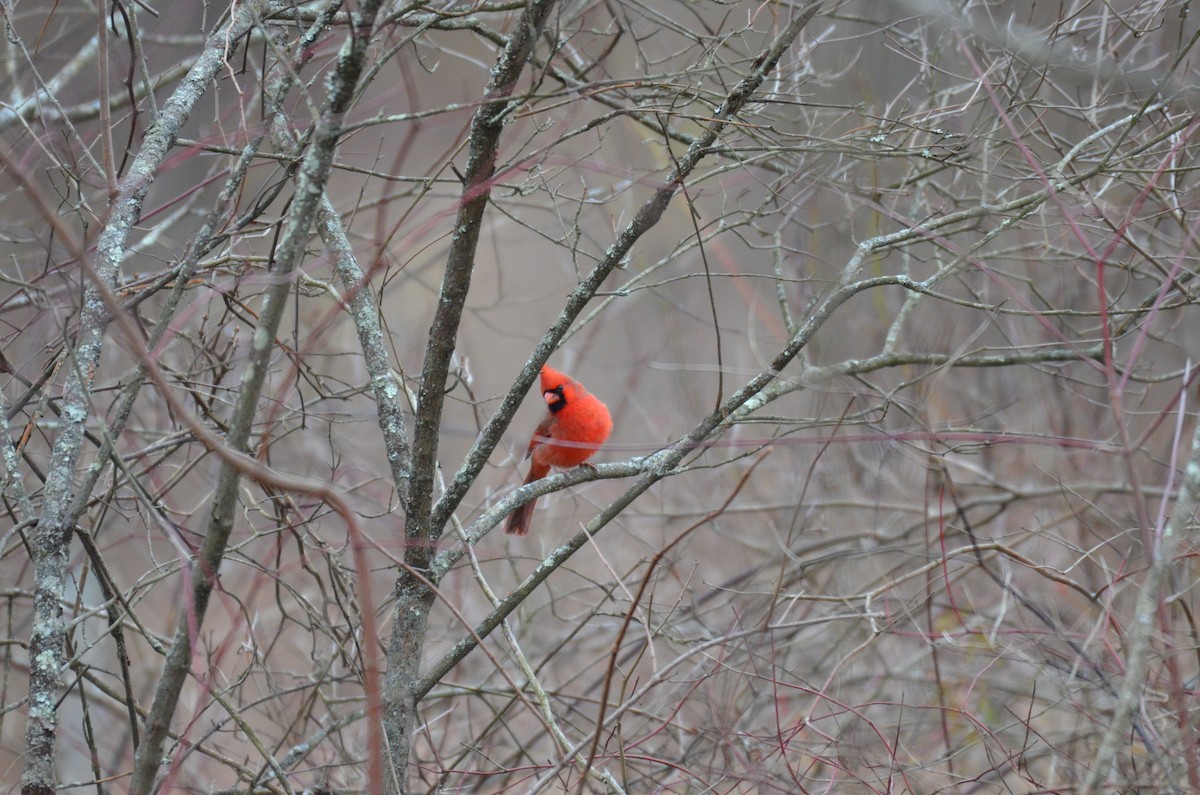 Northern Cardinal - ML645848685
