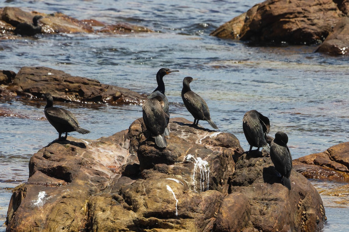 Cape Cormorant - ML645848686