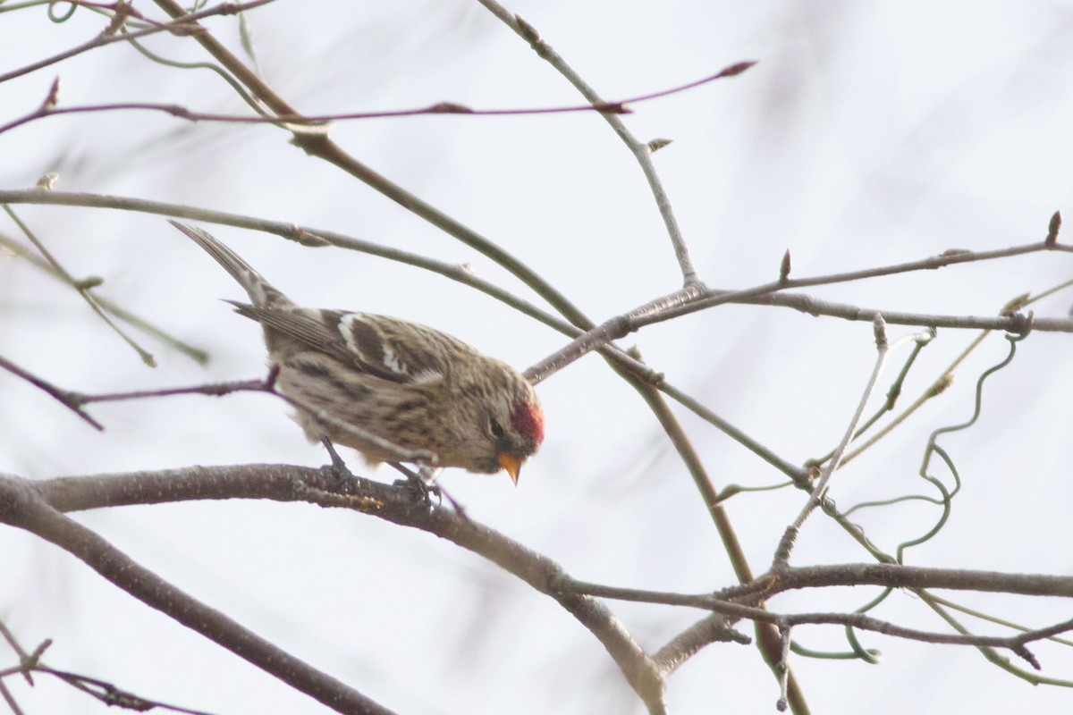 Redpoll - ML645848690