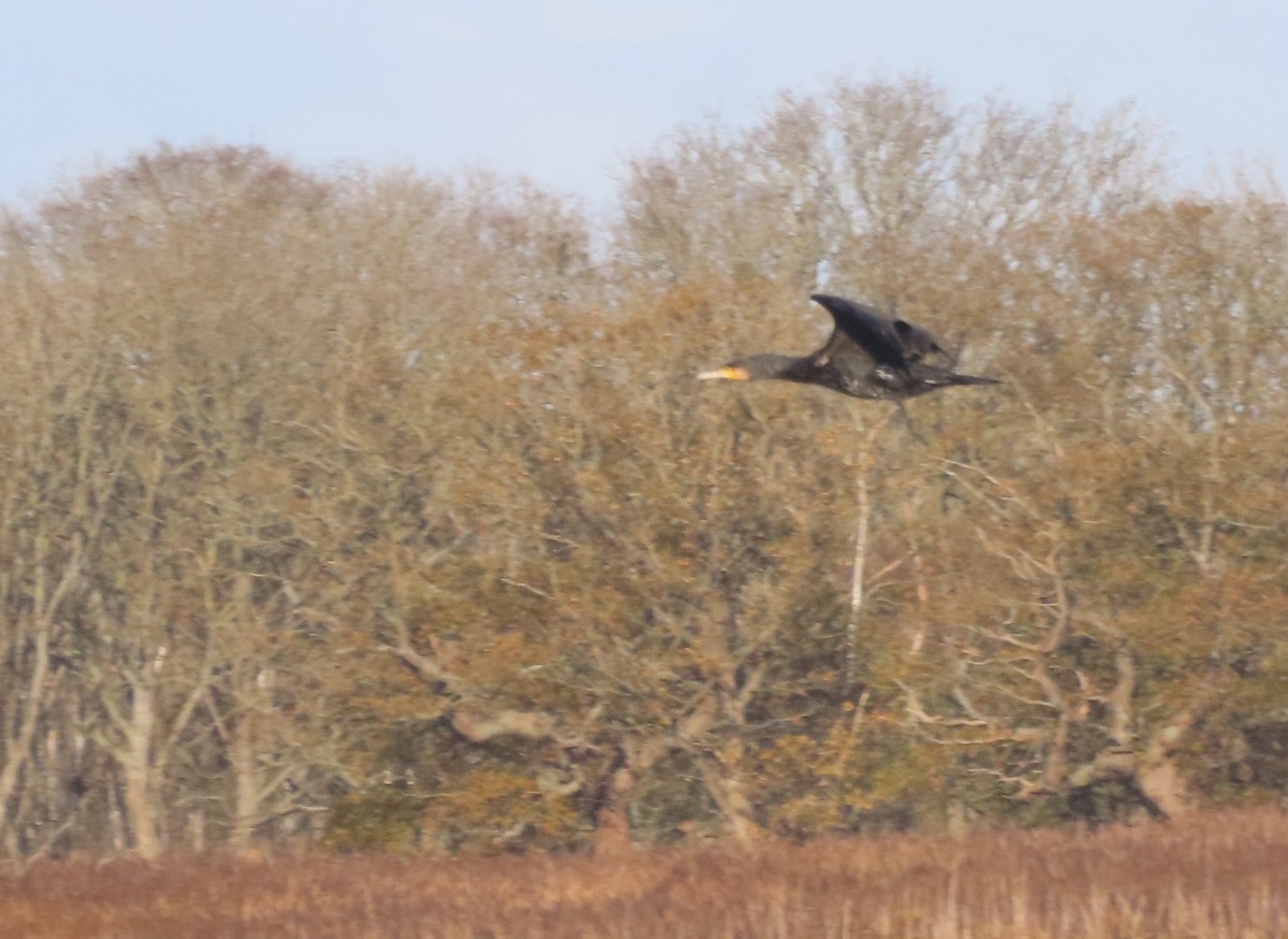 kormorán velký - ML645848691