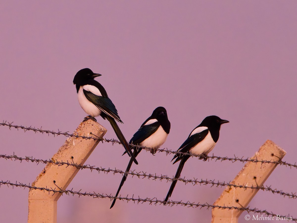 Eurasian Magpie - ML645848692