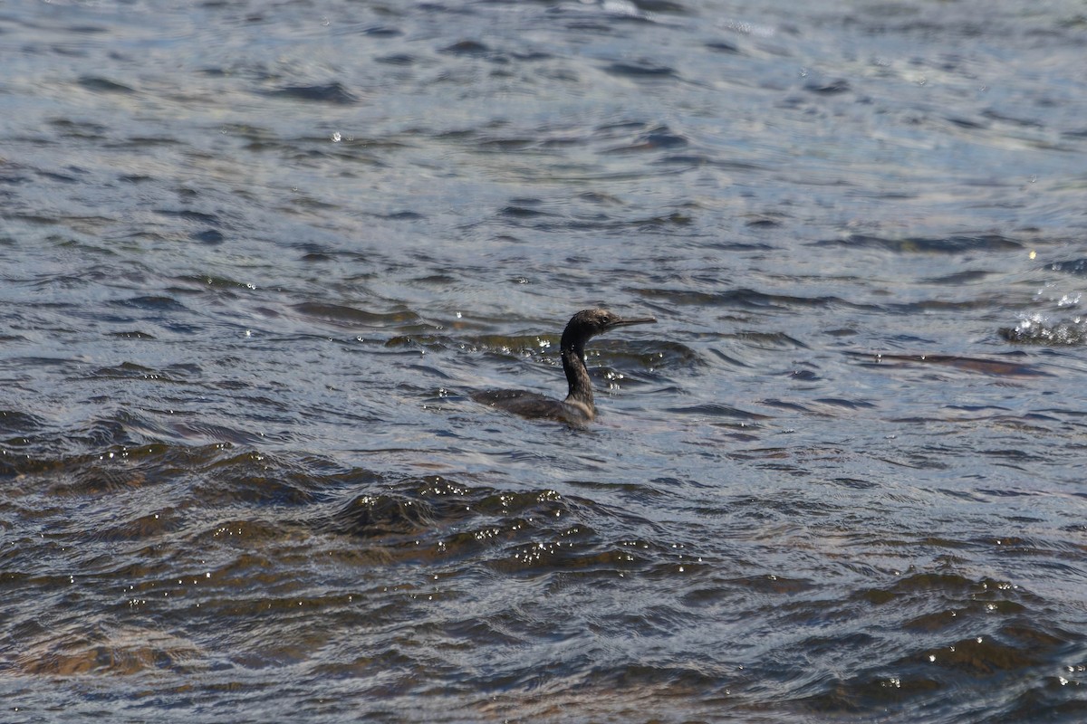 Bank Cormorant - ML645848693