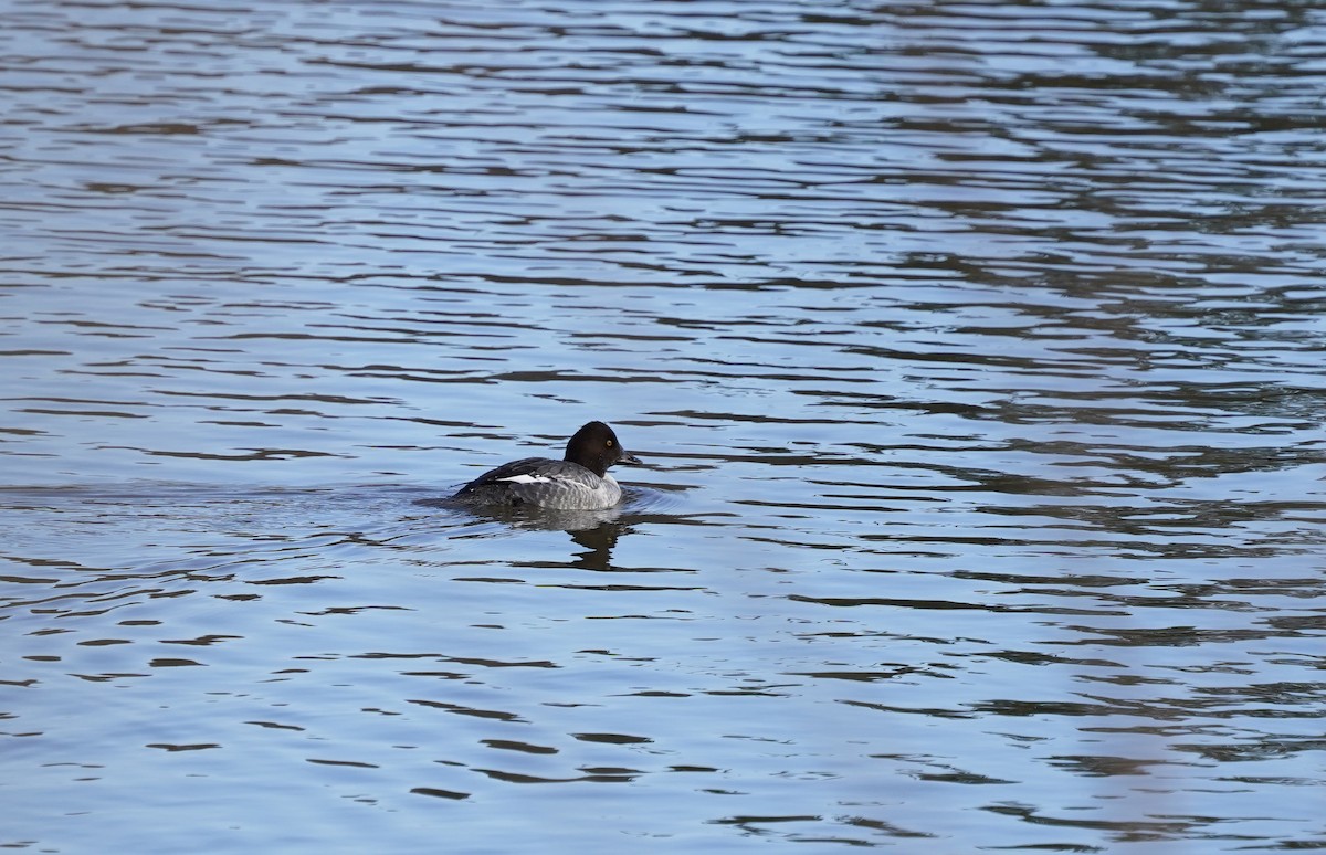 hohol severní - ML645848695