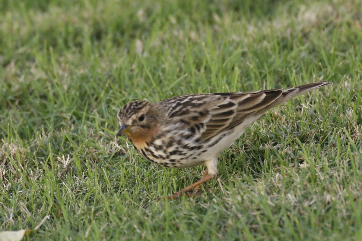 Red-throated Pipit - ML645848702